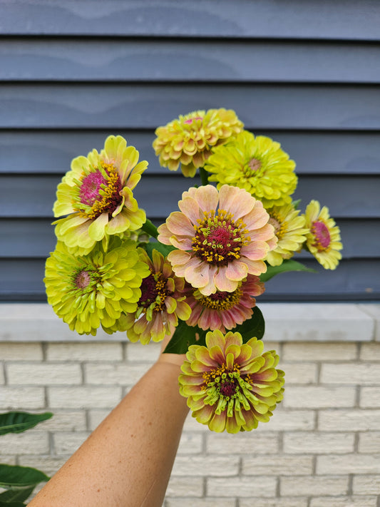 Zinnia - Queen Lime Blush - 6 available
