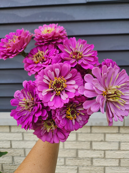 Zinnia - Benary lilac - 7 available