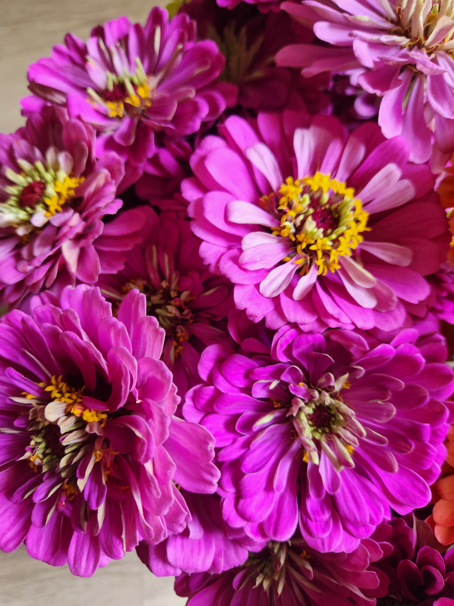 Zinnia - Benary lilac - 7 available