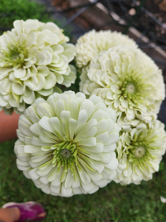 Zinnia - Benary white - sold out this week