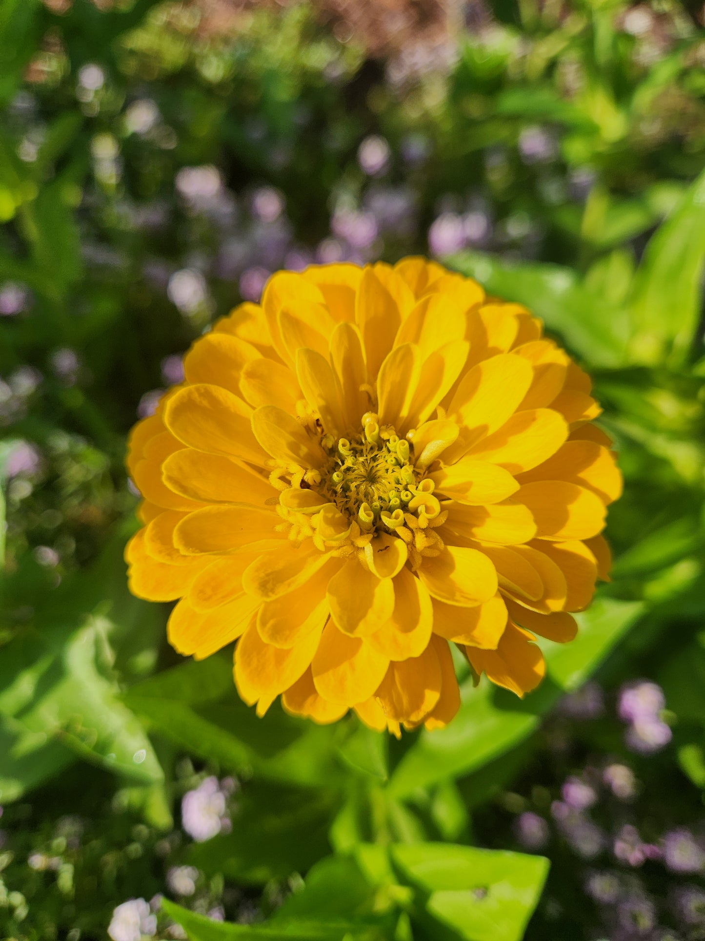 Zinnia - Benary Yellow - 6 available