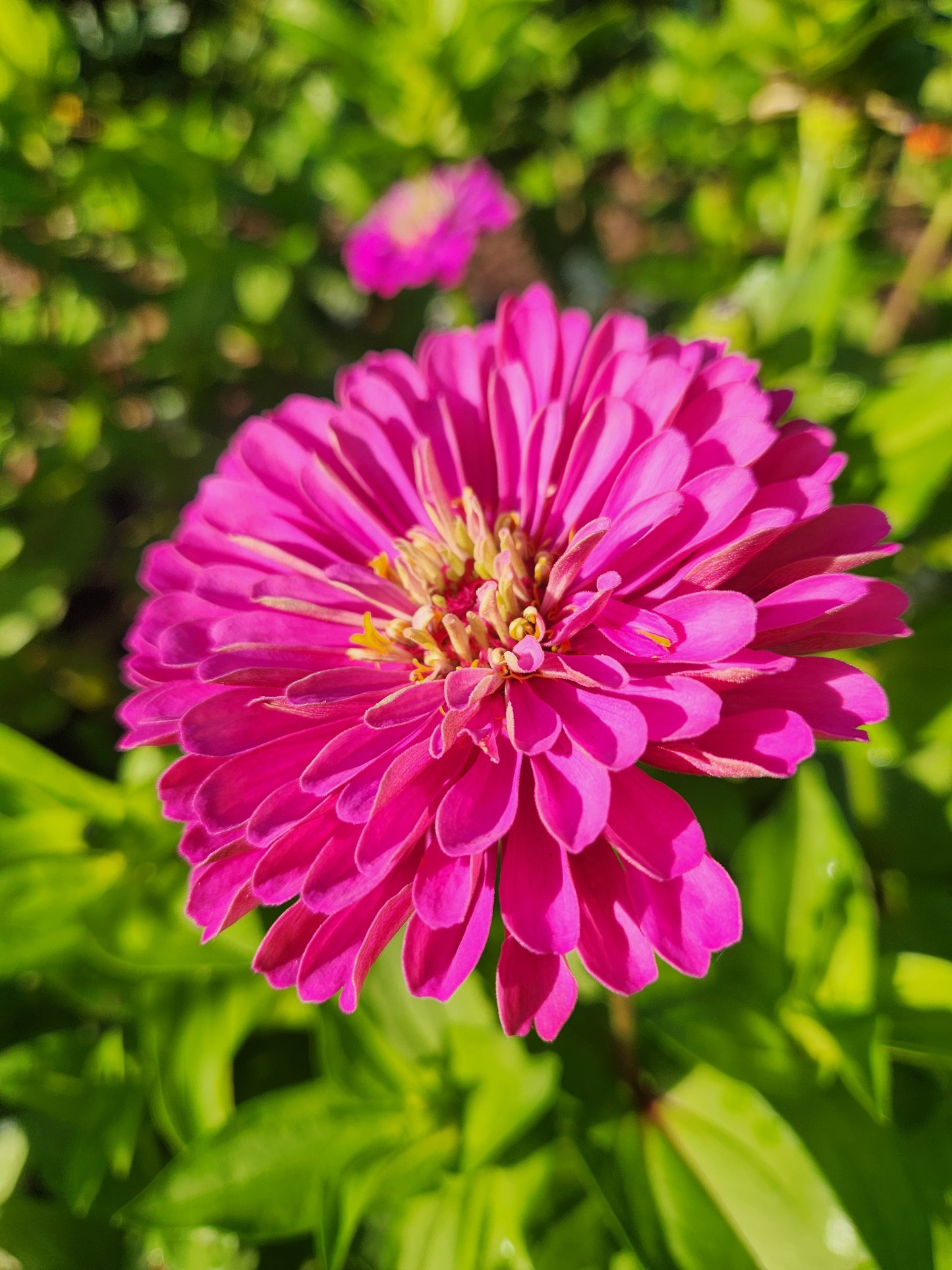 Zinnia - Benary lilac - 7 available