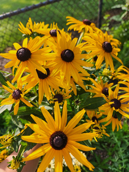 Rudbeckia Indian Summer - 1 available