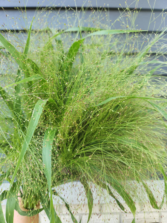 Frosted Explosion Grass - 25 available