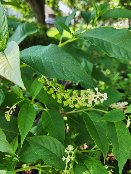 Pokeweed berries - 8 available
