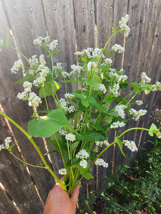 buckwheat blooms - 20 available