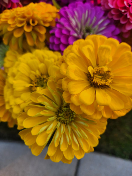 Zinnia - Benary Yellow - 6 available