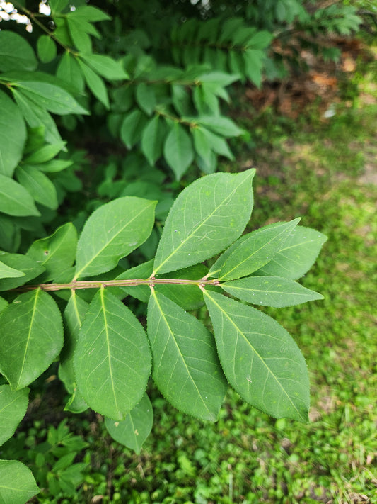 burning bush foliage - green - 3 available