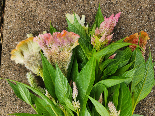 celosia - grower's mix light sherbet - 6 available