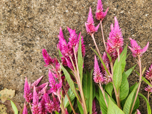 celosia - grower's mix hot pink - 2 available