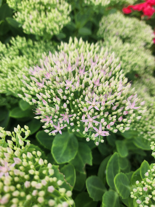 Sedum - turning to blush pink - 7 available
