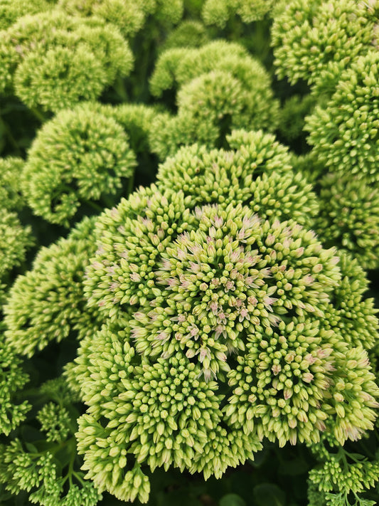 Sedum - turning to mauve - 10 available