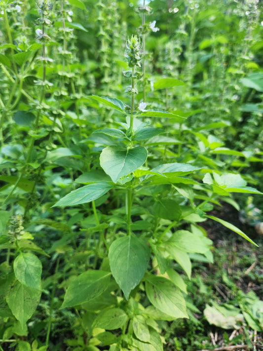 basil - lemon - 3 available