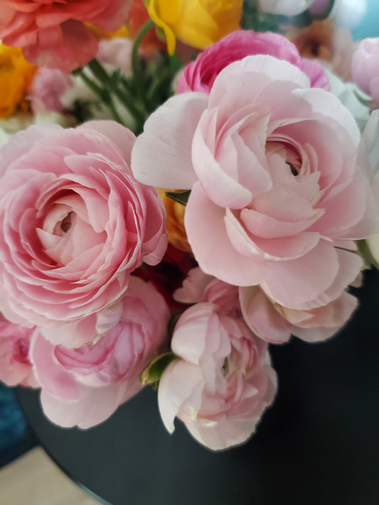 Ranunculus - Amandine Blush