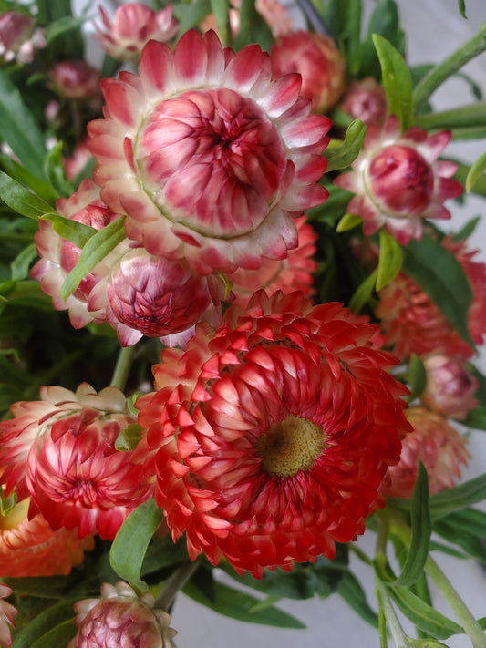 Strawflower - mix - sold out this week
