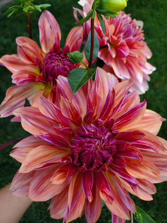 dahlia - Andy's Legacy -  sold out this week