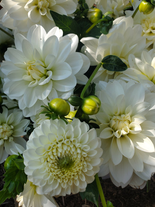 dahlia - white mix - likely sold out this week - check in for late week blooms