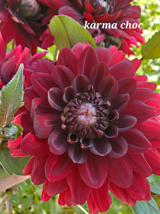 dahlia - Karma Choc - sold out this week