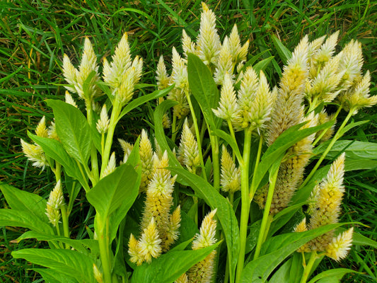 celosia - grower's mix parchment - 6 available