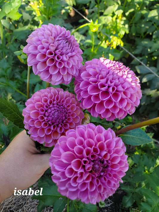 dahlia - purple growers mix - 3 available