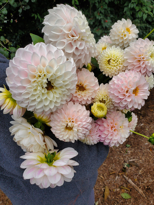 dahlia - blush growers mix - 2 available