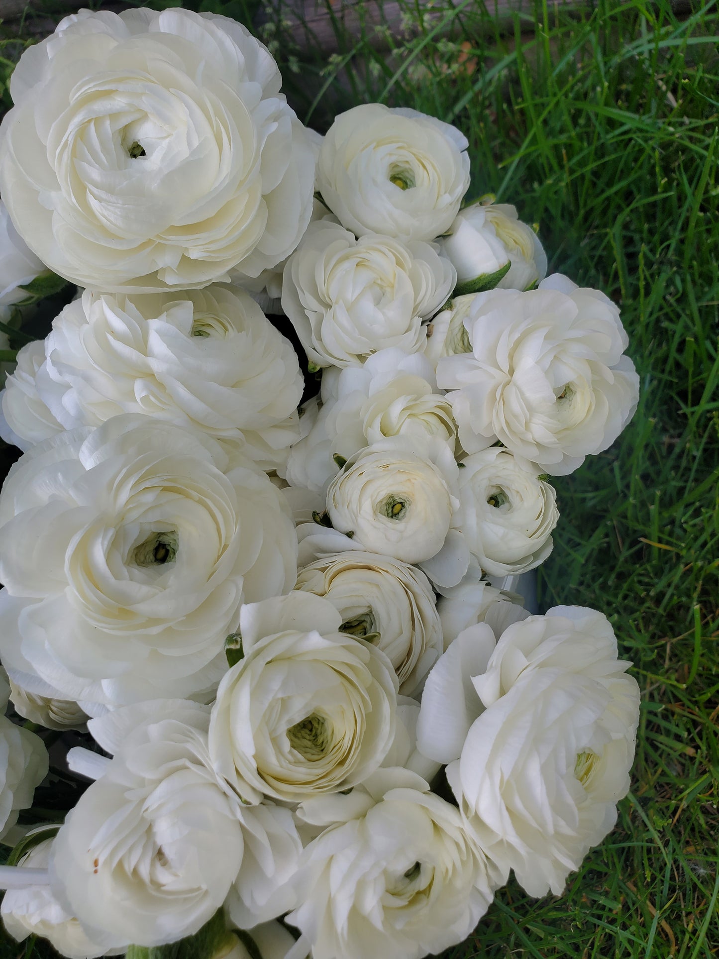 Ranunculus - Amandine White