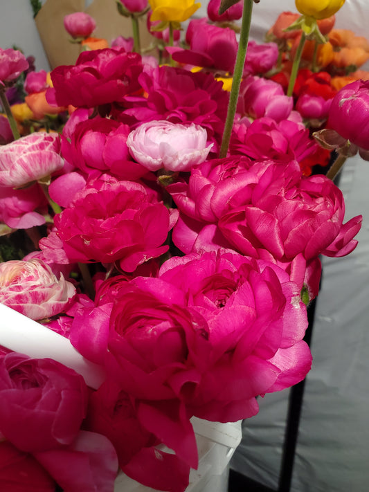 Ranunculus - Amandine Hot Pink