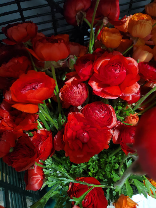 Ranunculus - Amandine Red