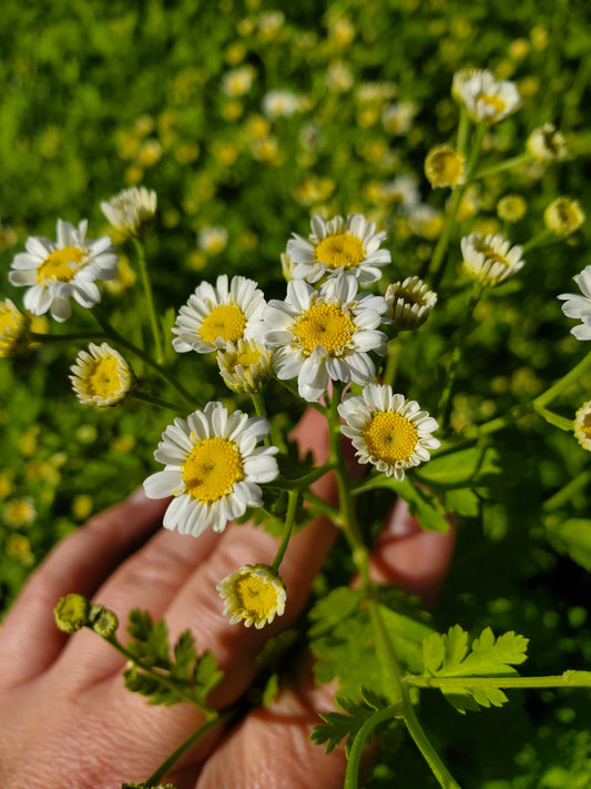 Feverfew Magic Single