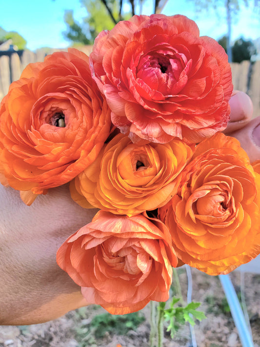 Ranunculus - Amandine Salmon Shades