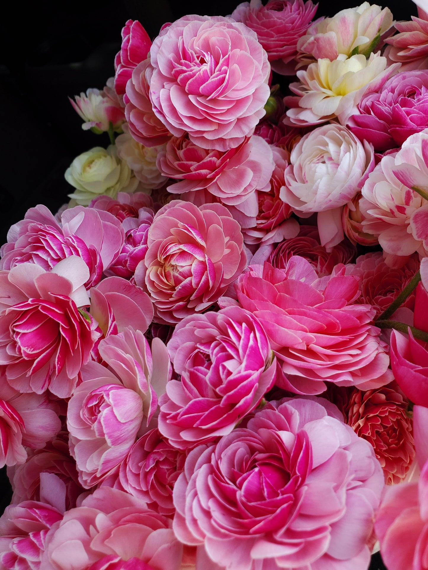 Ranunculus - Amandine Porcelaine