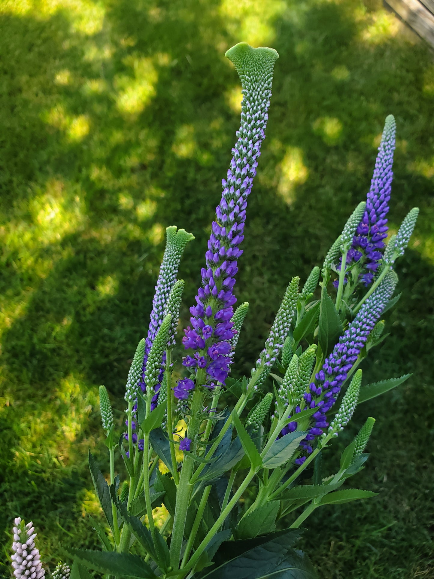 Purple "Splash" Veronica