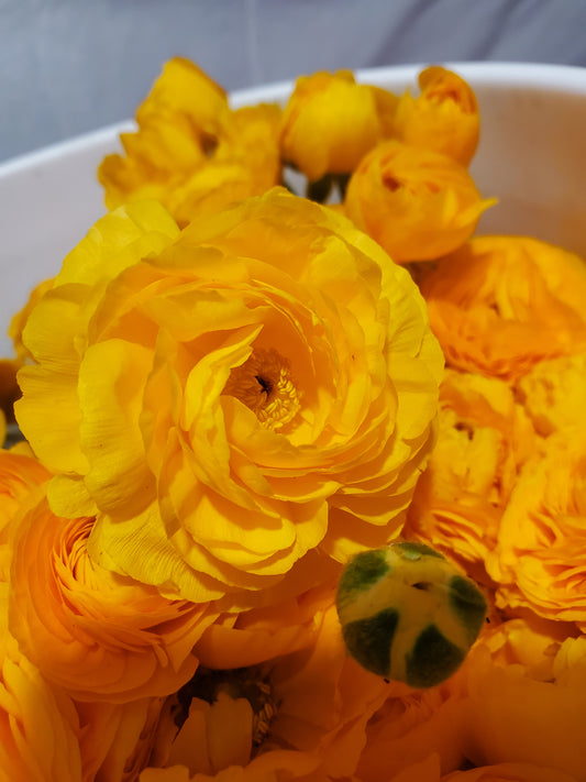 Ranunculus - Tecolote Gold