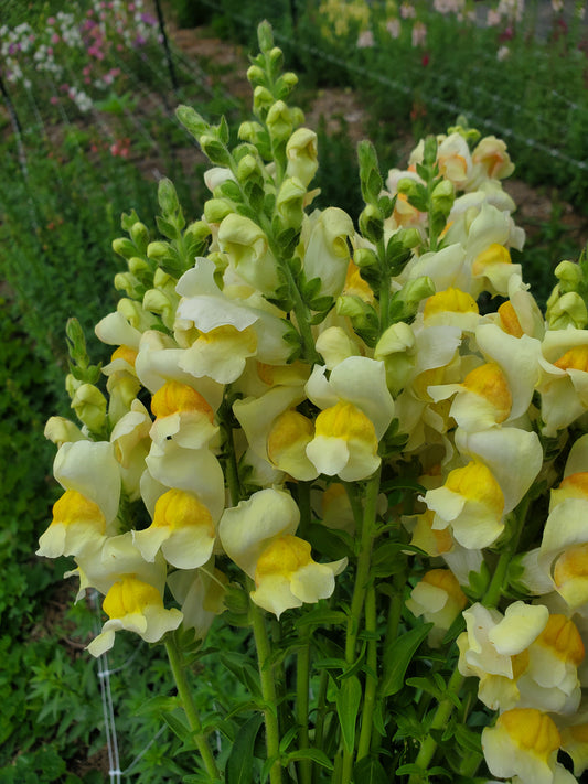 Snapdragon - Creamy Yellow