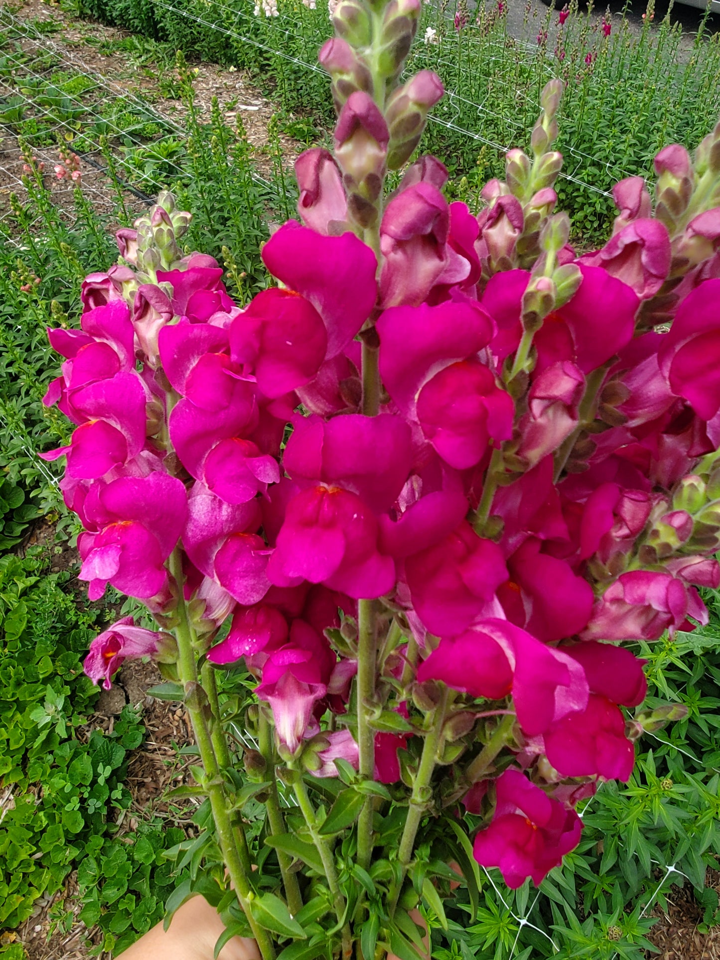 Snapdragon - Magenta