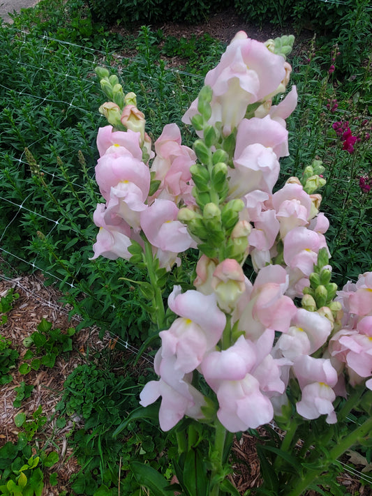 Snapdragon - Appleblossom