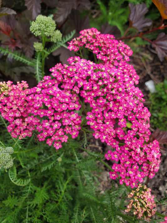 Yarrow - medium pink mix