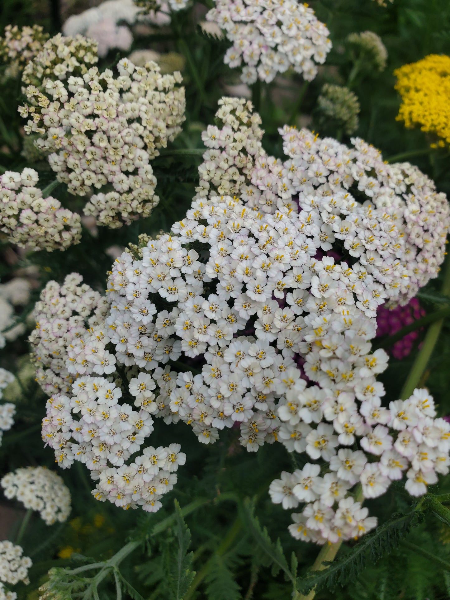 Yarrow - cream/white mix