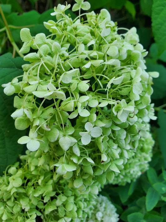 Hydrangea - Annabelle light green - 4 available