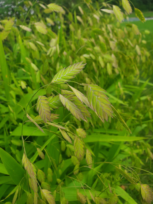 Sea Oats - mature - 15 available