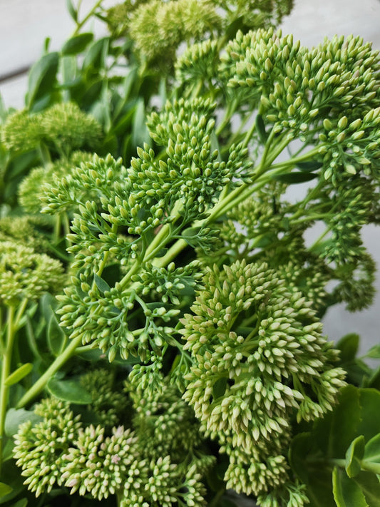 Sedum - green buds - 1 available
