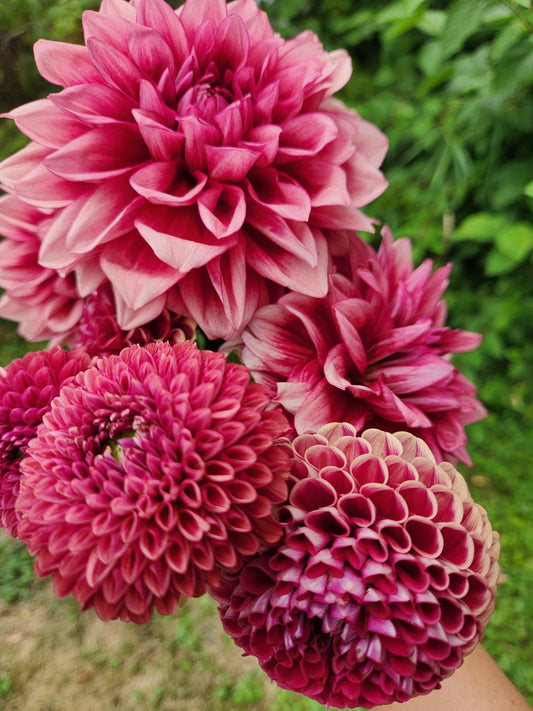 dahlia - growers mix rust - sold out this week
