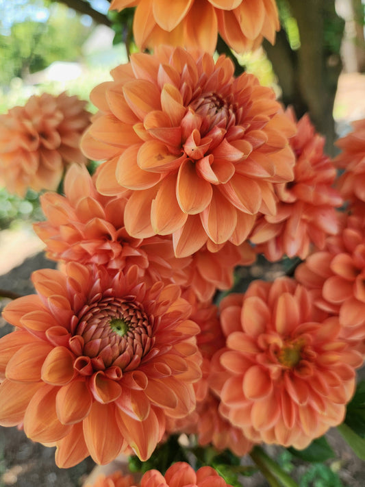dahlia - Maarn - sold out this week