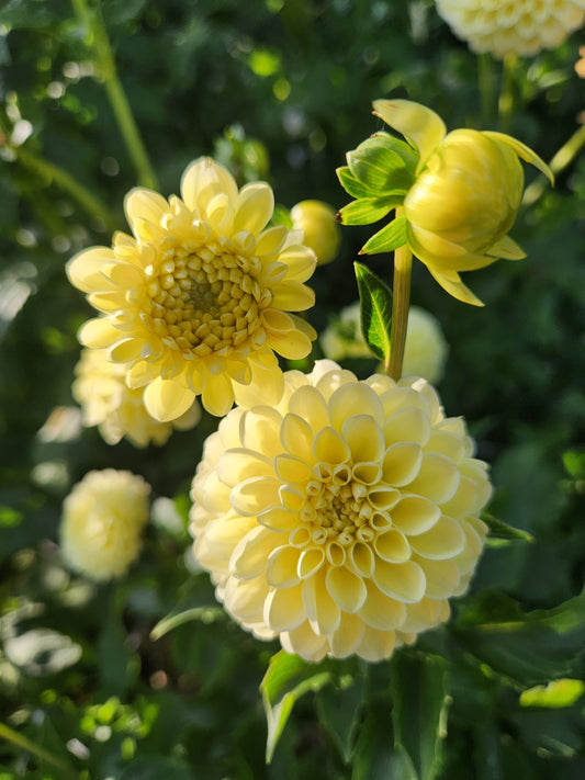 dahlia - pale yellow - sold out this week