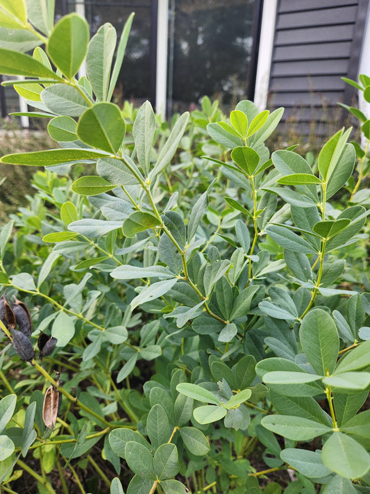 baptisia greens - 3 available