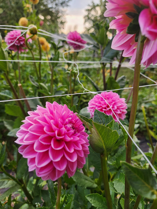 dahlia - Pink Sylvia - sold out this week
