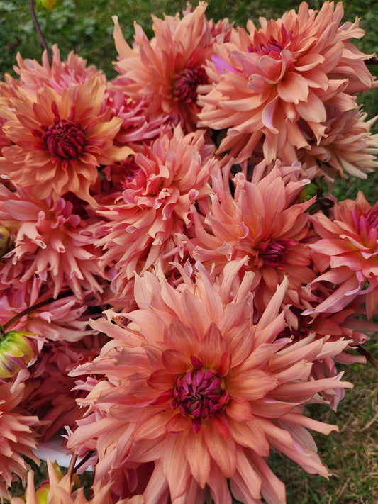 dahlia - Terracotta - sold out this week