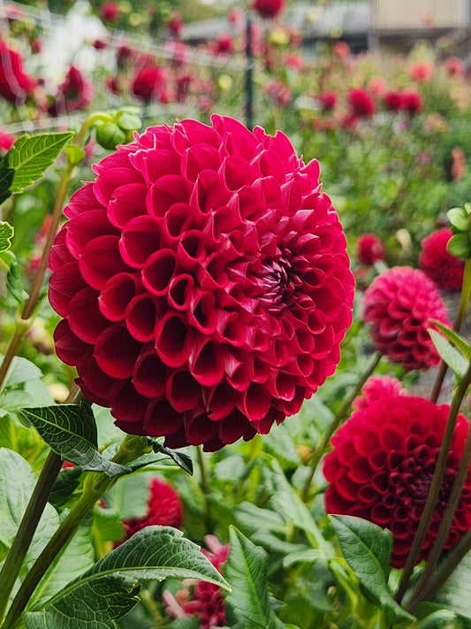 dahlia - Cornel Red - sold out this week