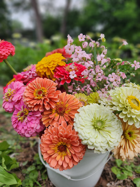 Zinnia - mix - 4 available
