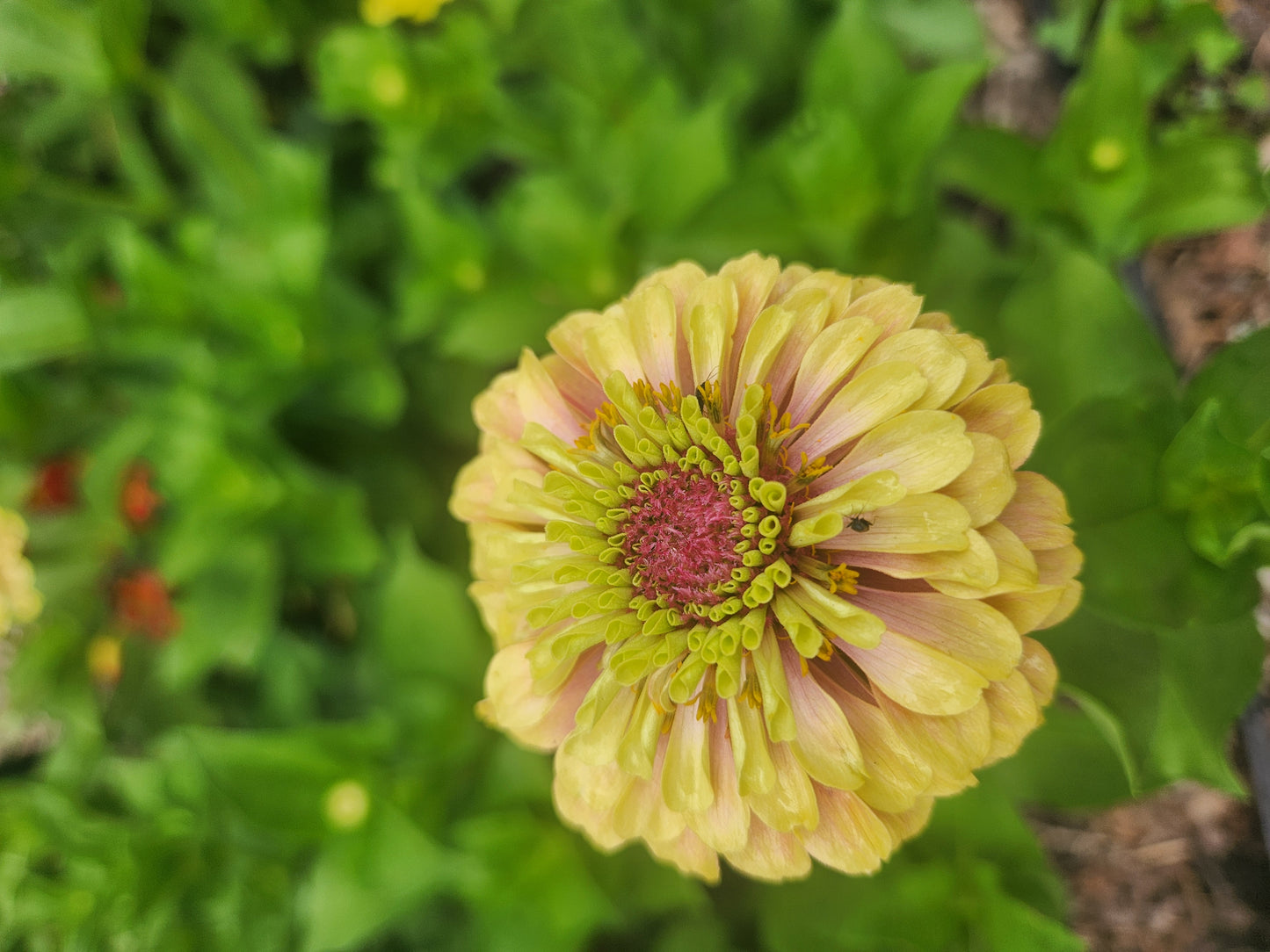 Zinnia - Queen Lime Blush - 6 available